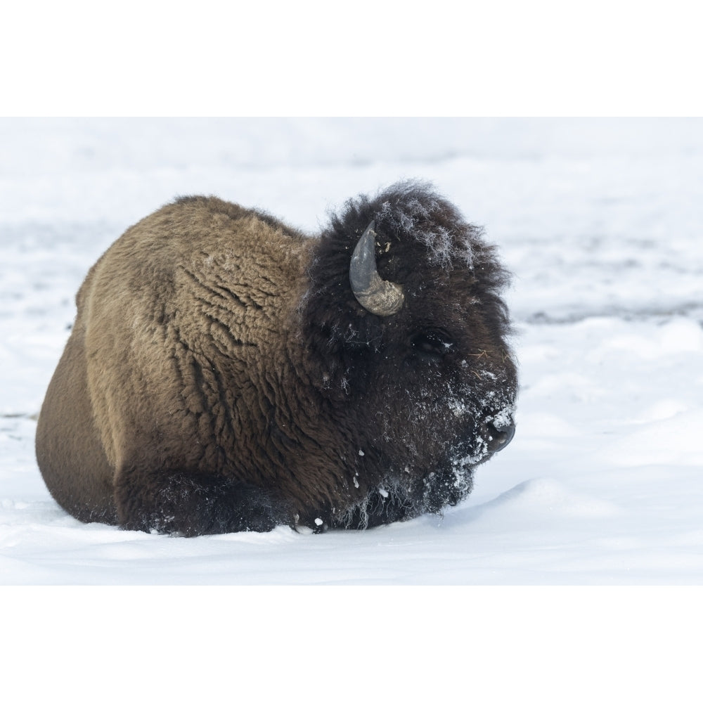 Usa Wyoming Yellowstone National Park. Bison bull covered in snow after foraging for grass. Poster Print by Ellen Goff Image 1