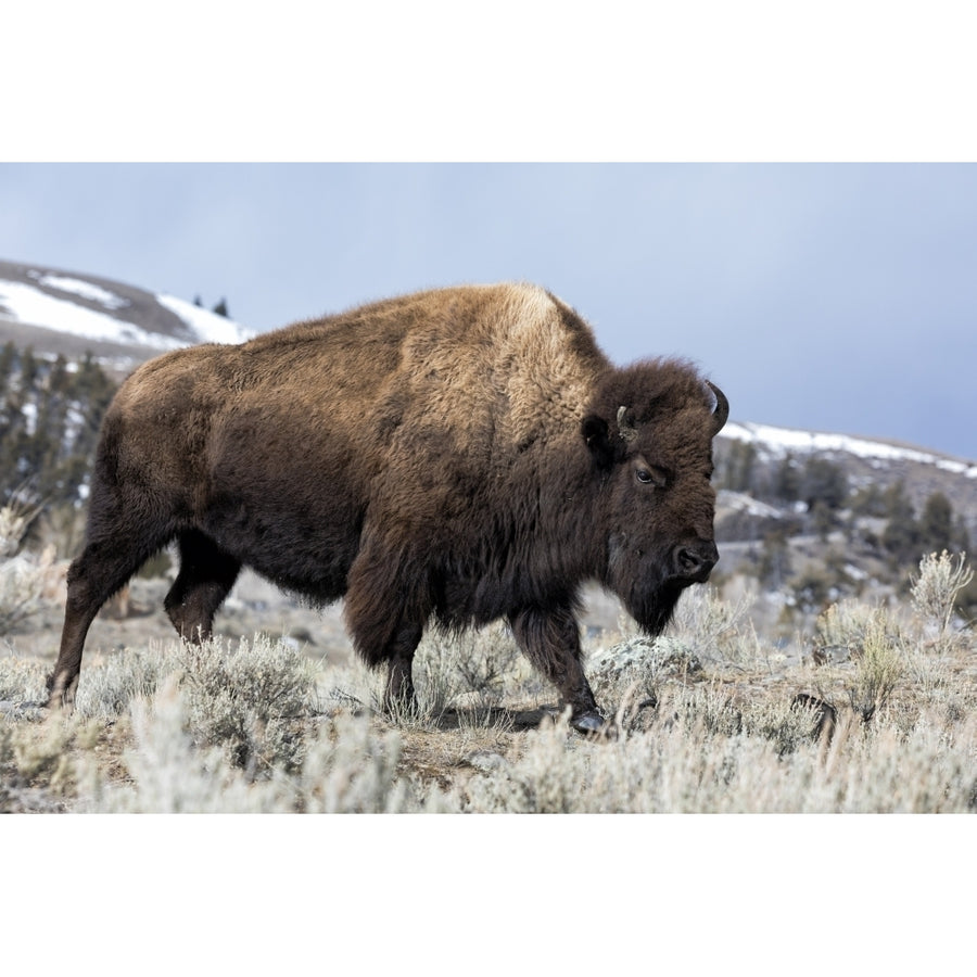 Usa Wyoming Yellowstone National Park. Bison walking through the sage and rocky terrain. Poster Print by Ellen Goff Image 1