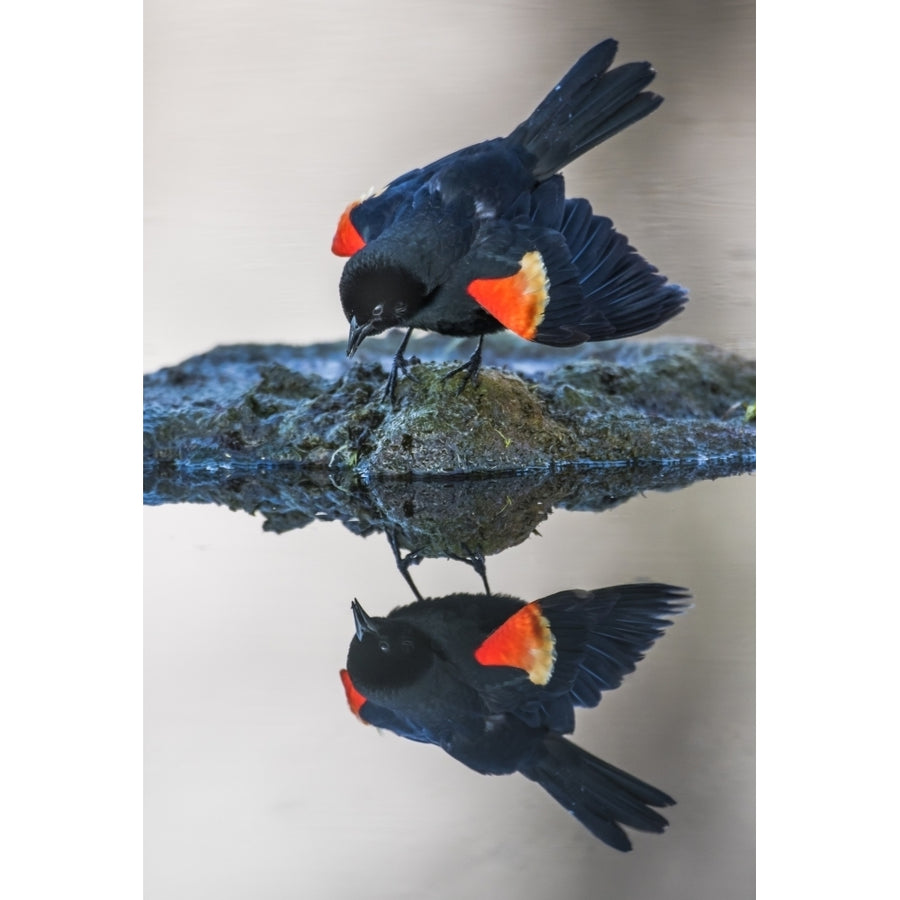 Wyoming Sublette County. Pinedale a male Red-winged Blackbird Poster Print by Elizabeth Boehm Image 1