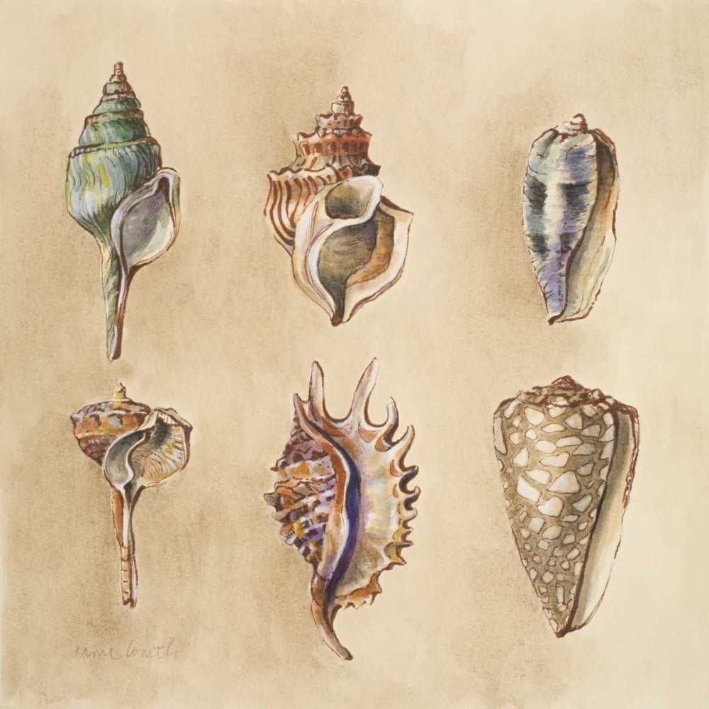 Seashells I Poster Print by Lanie Loreth Image 1