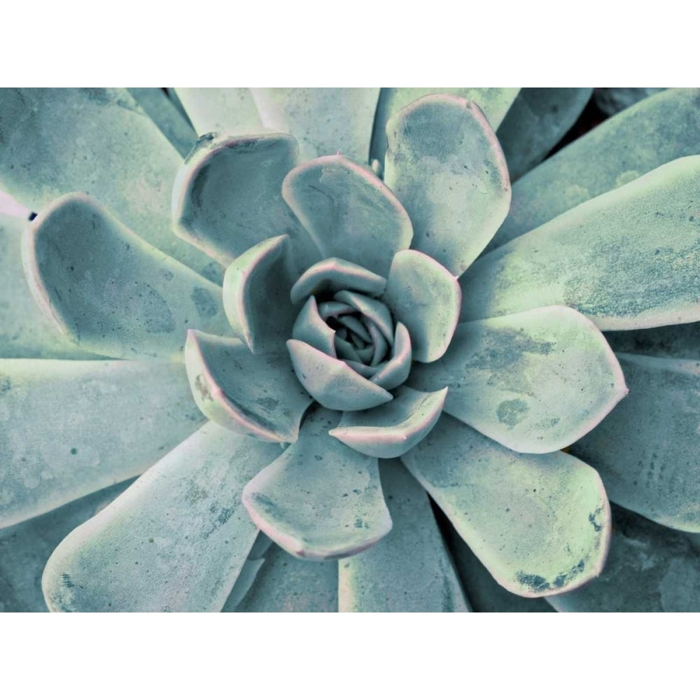 Teal Succulent Poster Print by Susan Bryant Image 1