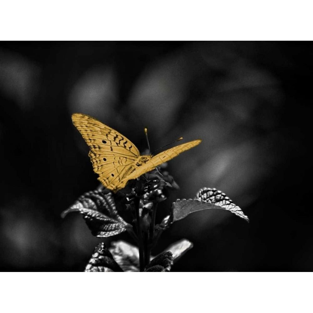 Lone Colored Butterfly Border I Poster Print by Gail Peck Image 1