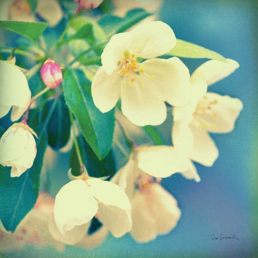 Natures Apple Blossom Poster Print by Sue Schlabach Image 1