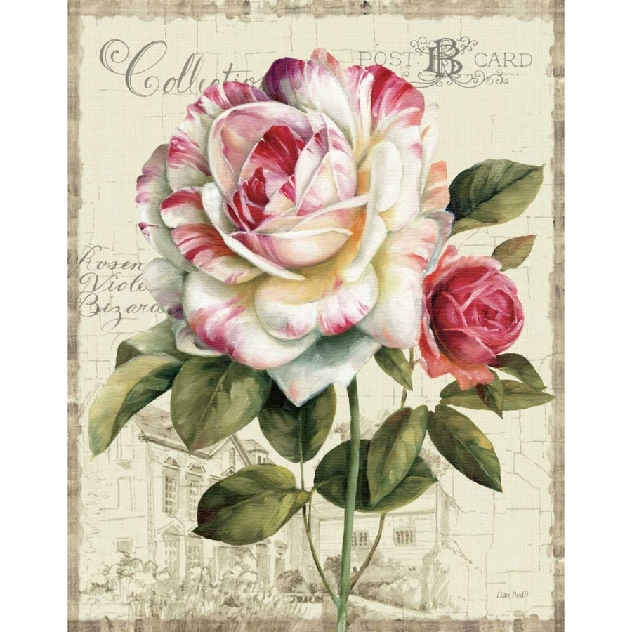 Garden View III - Rose Poster Print by Lisa Audit Image 1