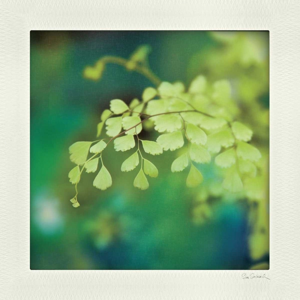 Natures Fern II Poster Print by Sue Schlabach Image 1