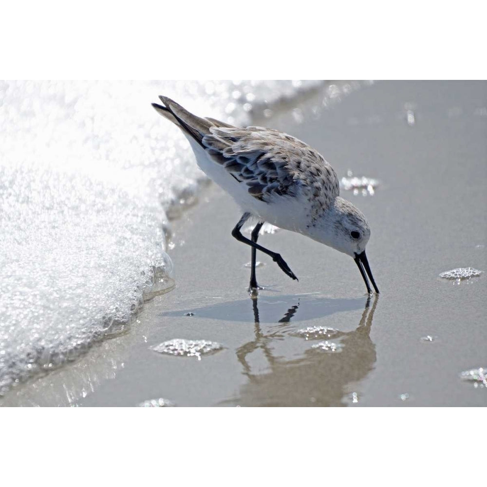 Sandpiper II Poster Print by Bruce Nawrocke Image 1