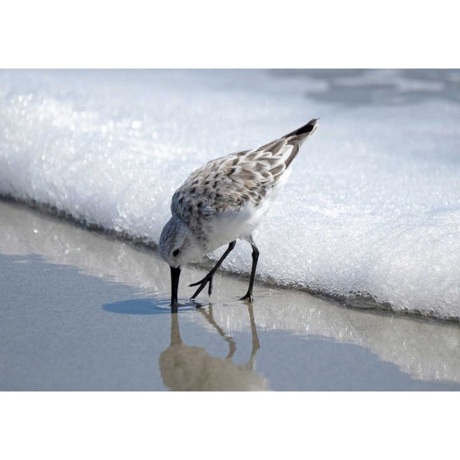 Sandpiper I Poster Print by Bruce Nawrocke Image 1