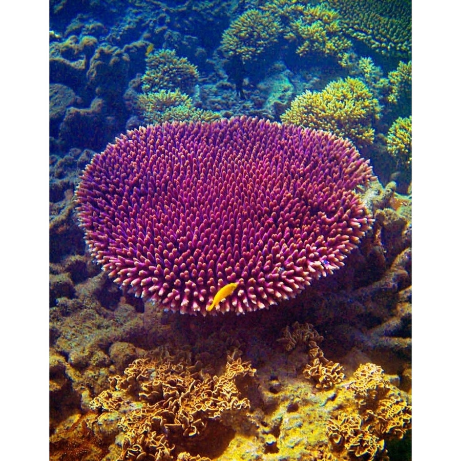 Barrier Reef Coral II Poster Print by Kathy Mansfield Image 1