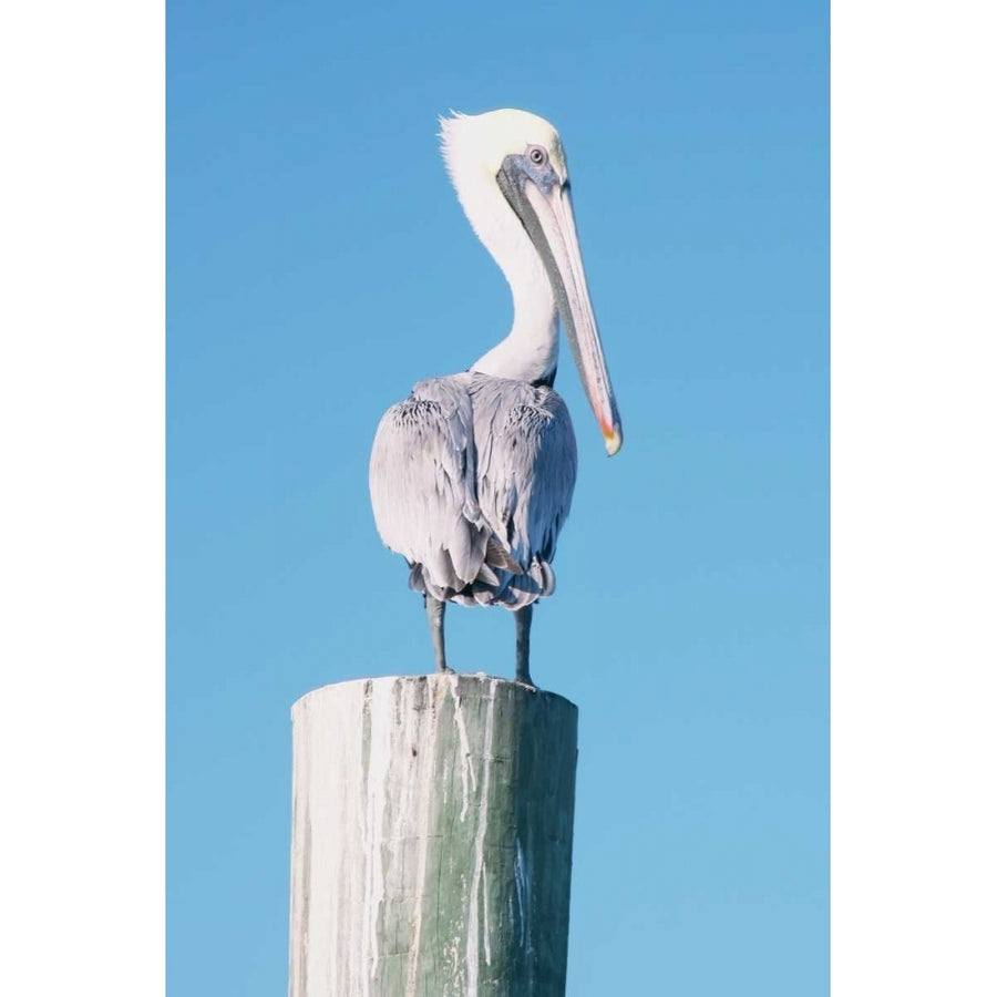 Pelican Perched I Poster Print by Kathy Mansfield Image 1