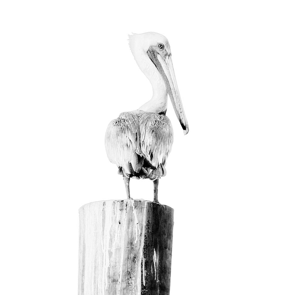 BW Pelican Poster Print by Kathy Mansfield Image 1