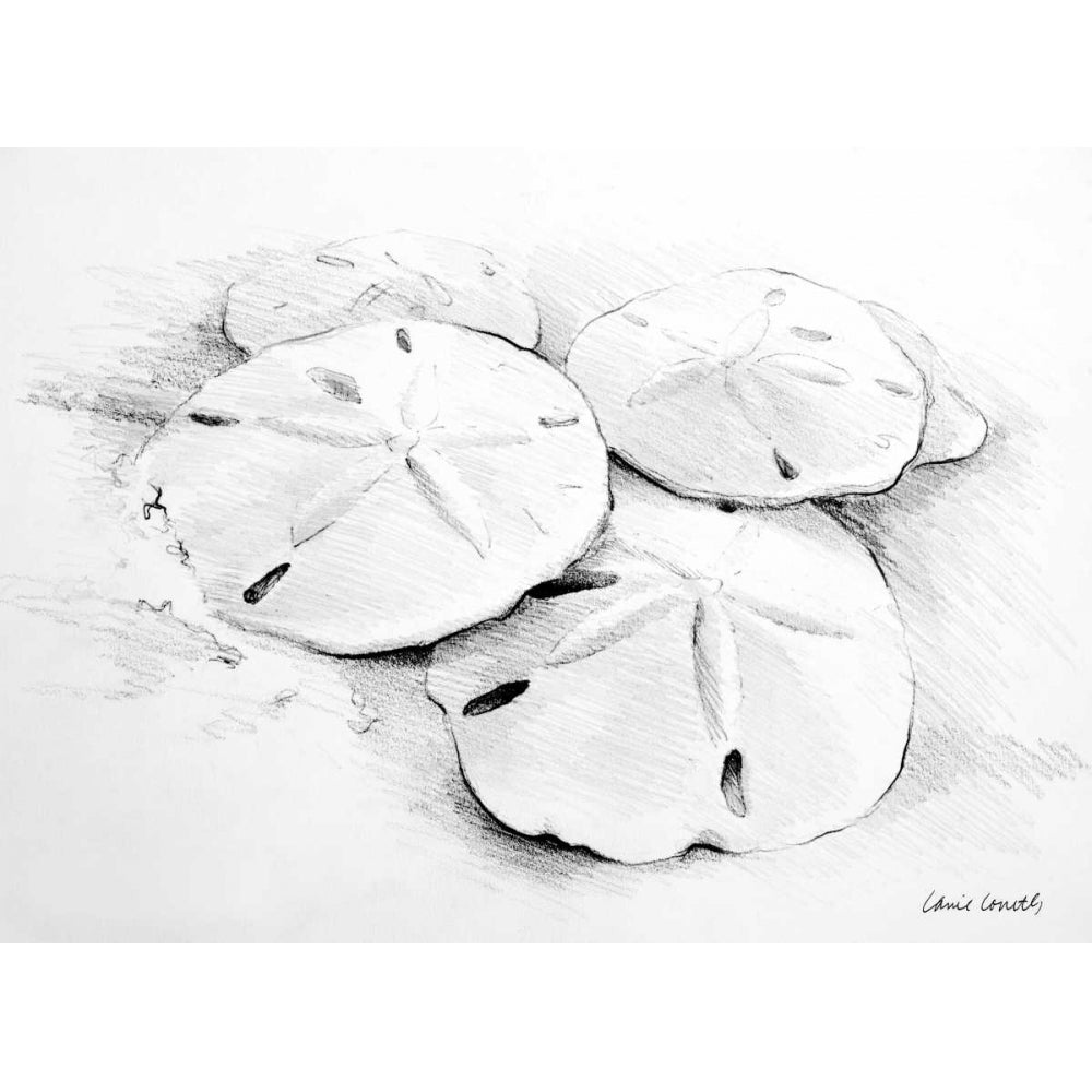 Sand Dollar I Poster Print by Lanie Loreth Image 1