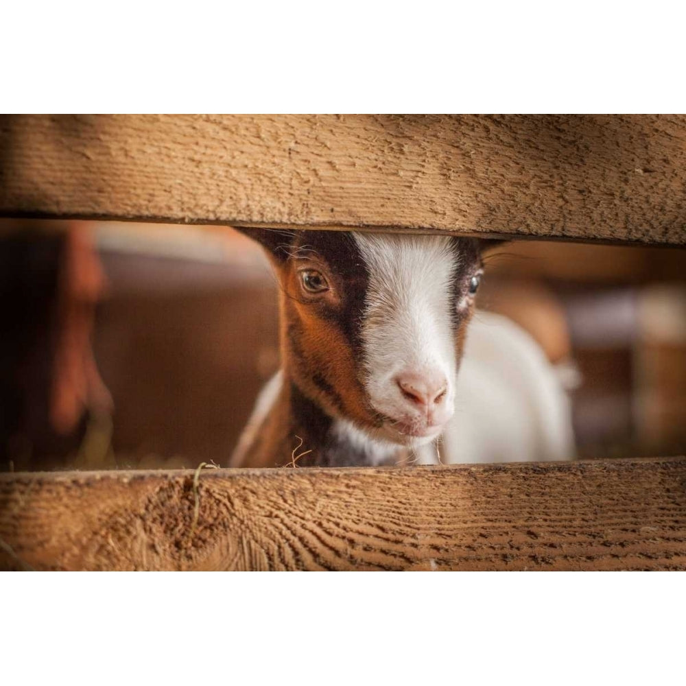 Spring Lamb Poster Print by Sander Van Laar Image 1