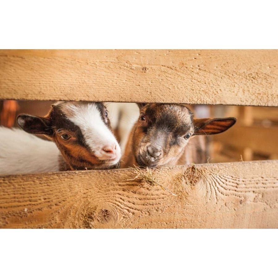 Spring Lamms Poster Print by Sander Van Laar Image 1