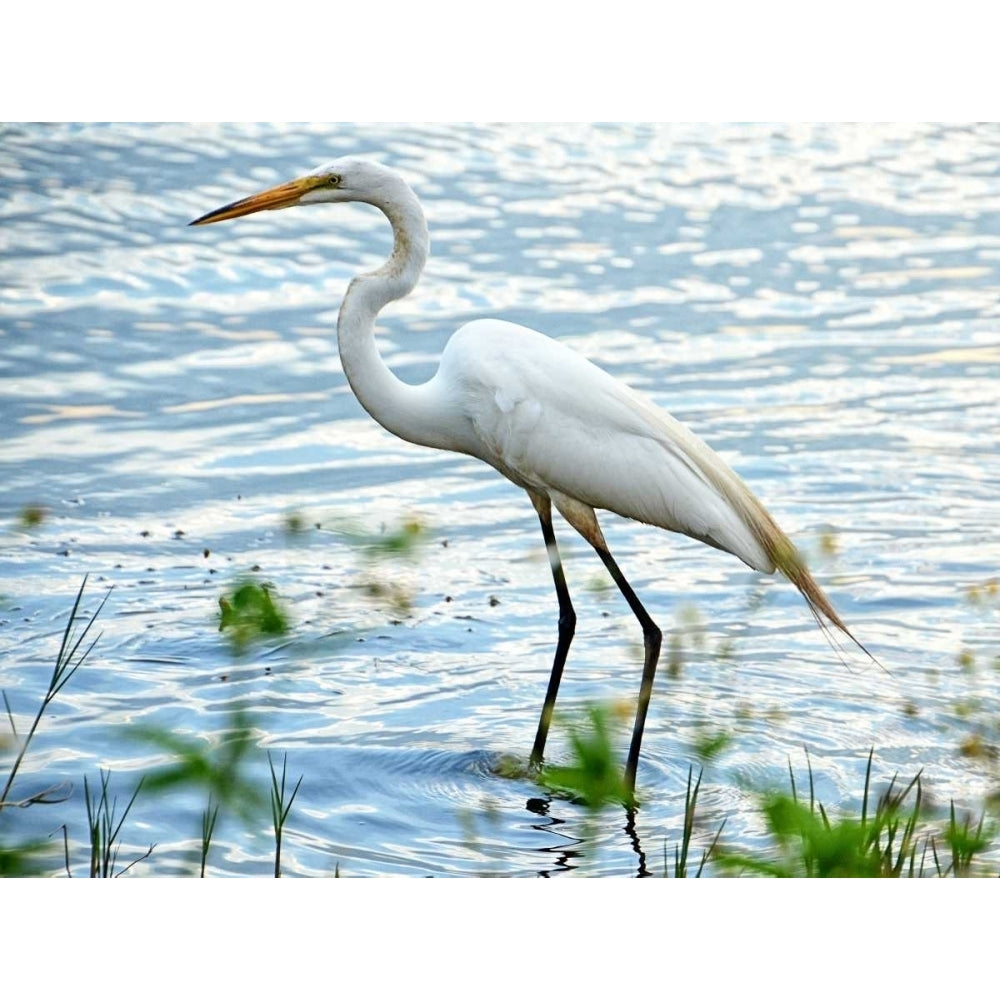 By The Lake Egret Poster Print by Bruce Nawrocke Image 1