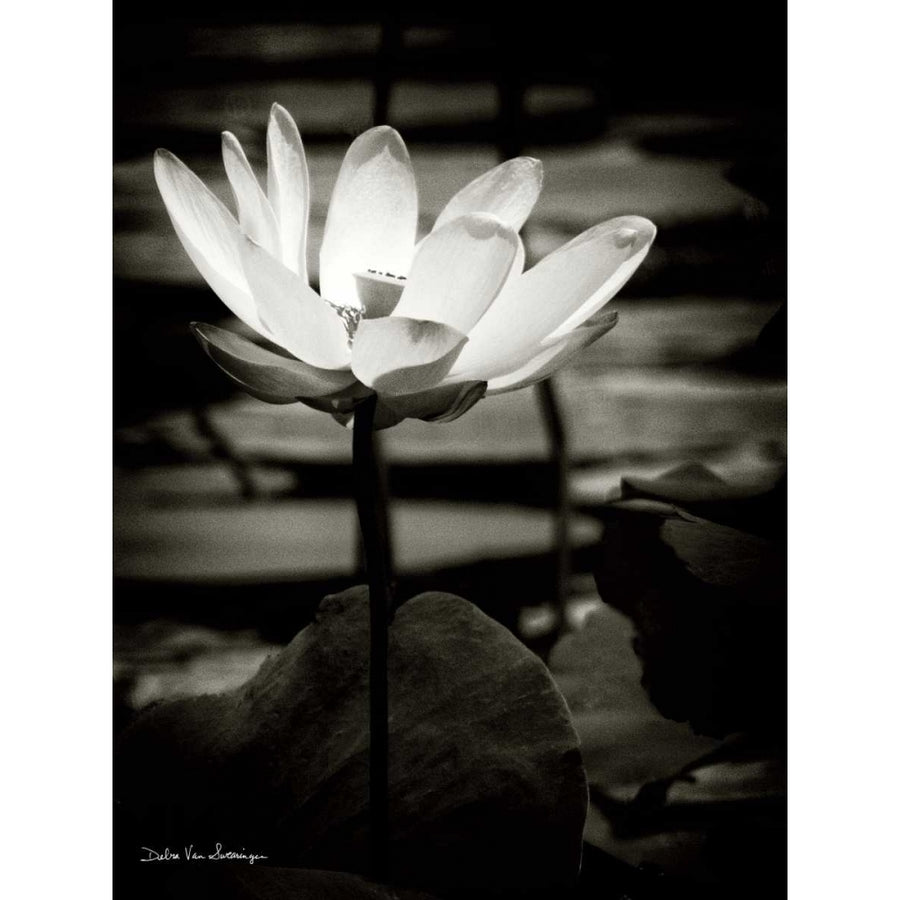 Lotus Flower VIII Poster Print by Debra Van Swearingen Image 1