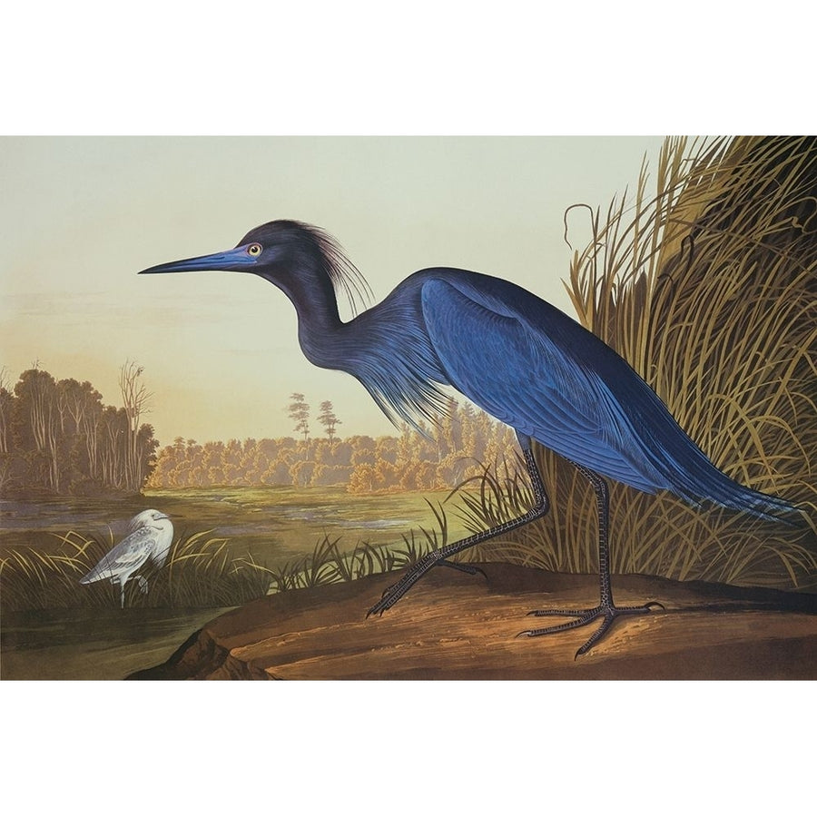 Blue Crane Or Heron Poster Print by John James Audubon Image 1