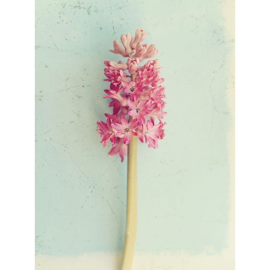 Soft Pink Hyacinth Poster Print by Sarah Gardner Image 1