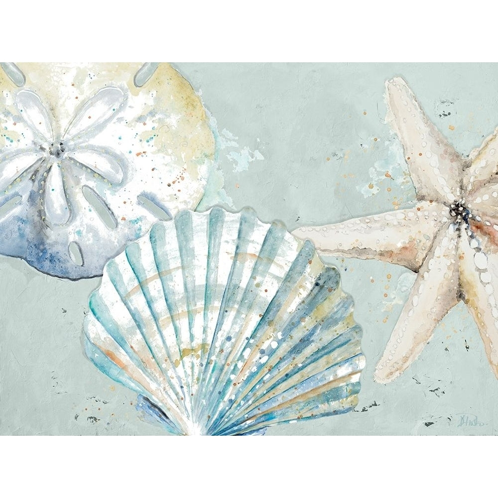 Beach Shells Poster Print by Patricia Pinto Image 1