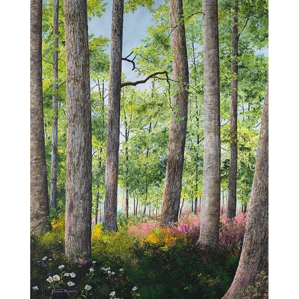 Enchanted Forest Poster Print by James Redding Image 1