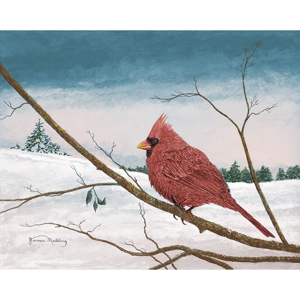 Auburn Cardinal Poster Print by James Redding Image 1