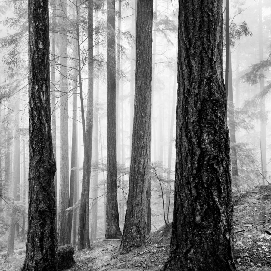 Capilano Forest Poster Print by LSH Image 1