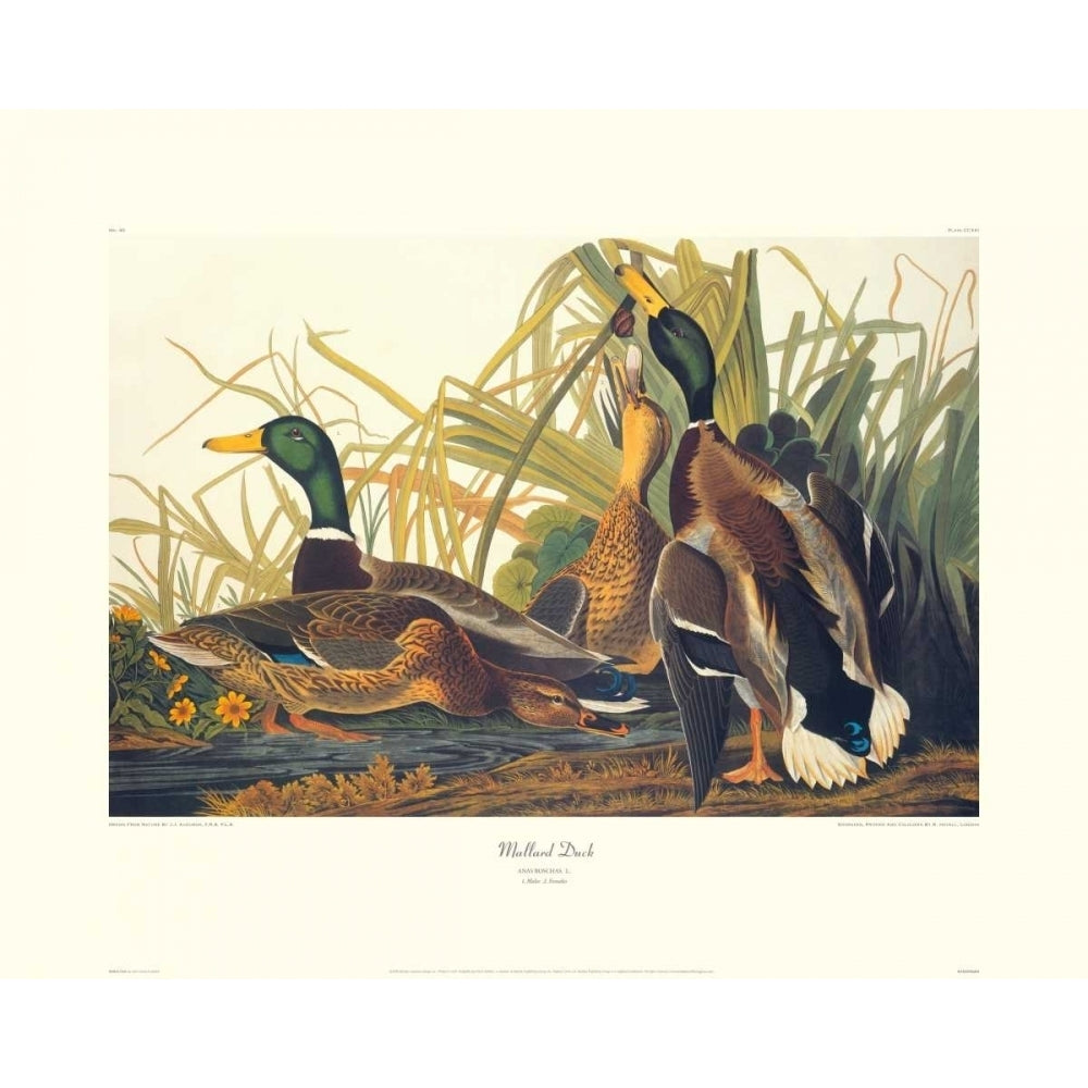 Mallard Duck Poster Print by John James Audubon Image 1