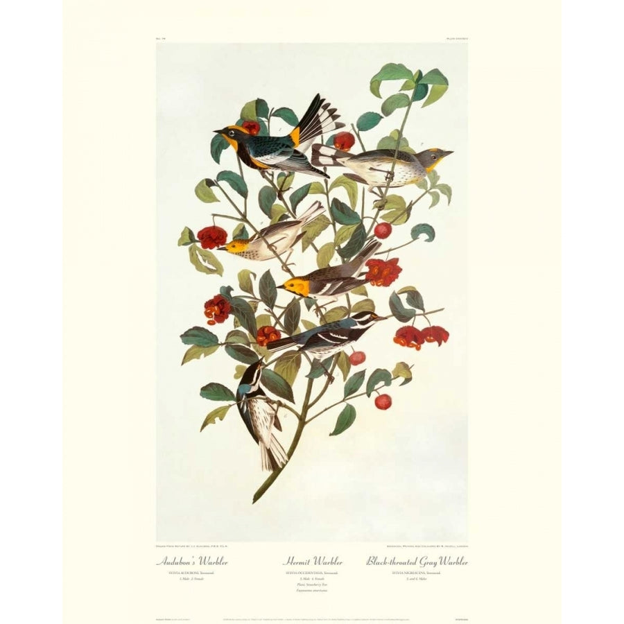 Audubons Warbler Poster Print by John James Audubon Image 1