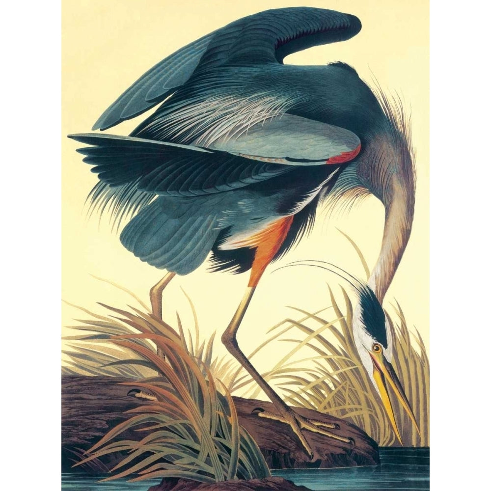 Great Blue Heron Poster Print by John James Audubon Image 1