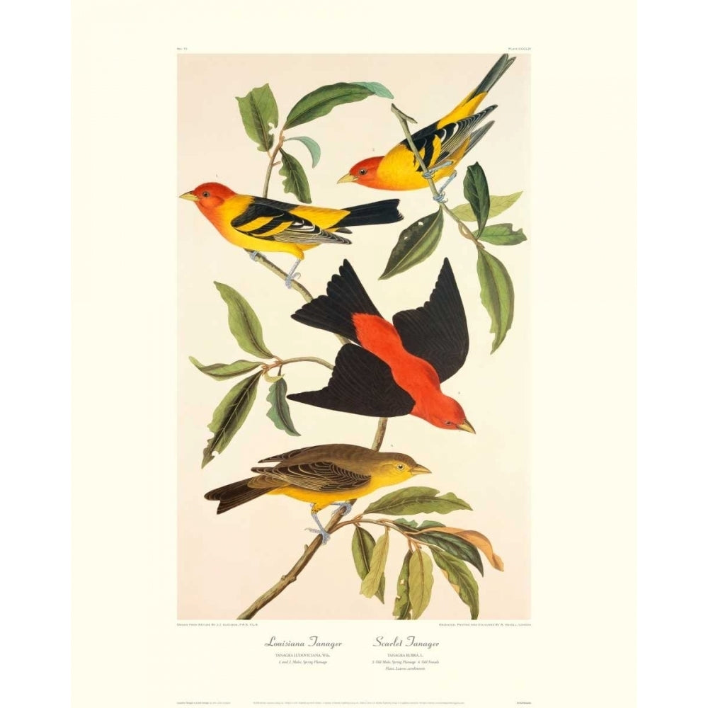 Louisiana Tanager Scarlet Tanager Poster Print by John James Audubon Image 1