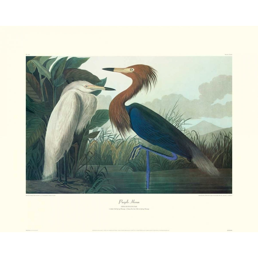 Purple Heron Poster Print by John James Audubon Image 1