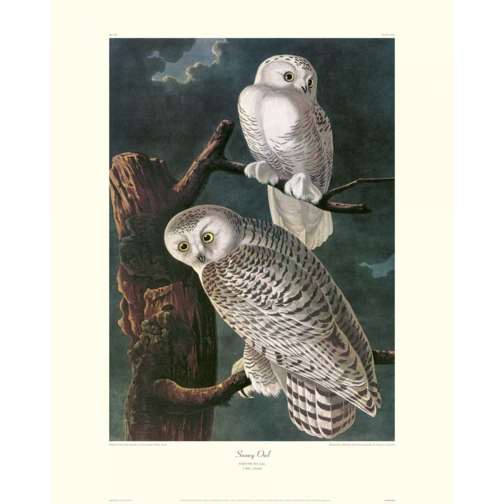 Snowy Owl Poster Print by John James Audubon Image 1