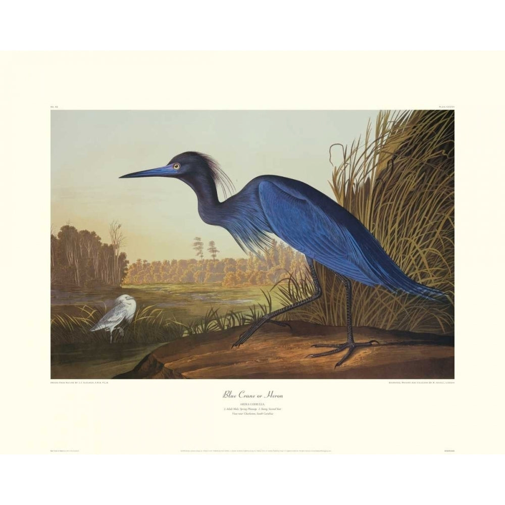 Blue Crane Or Heron Poster Print by John James Audubon Image 1