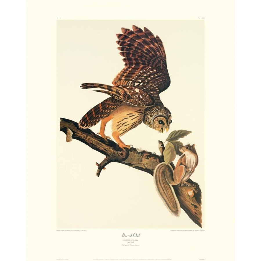 Barred Owl Poster Print by John James Audubon Image 1