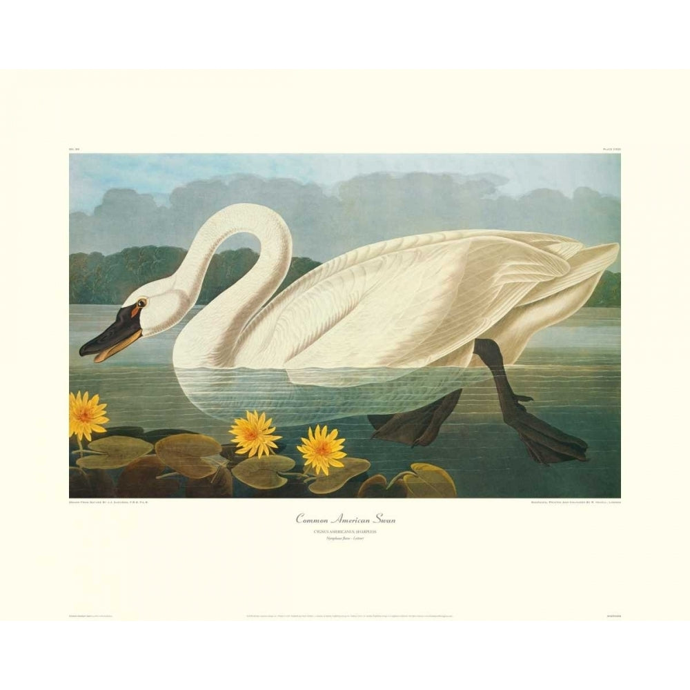 Common American Swan Poster Print by John James Audubon Image 1