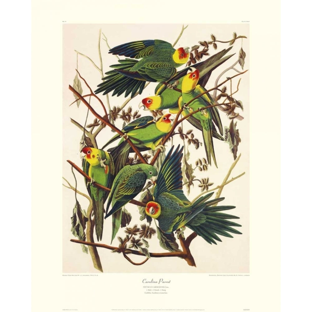 Carolina Parrot Poster Print by John James Audubon Image 1