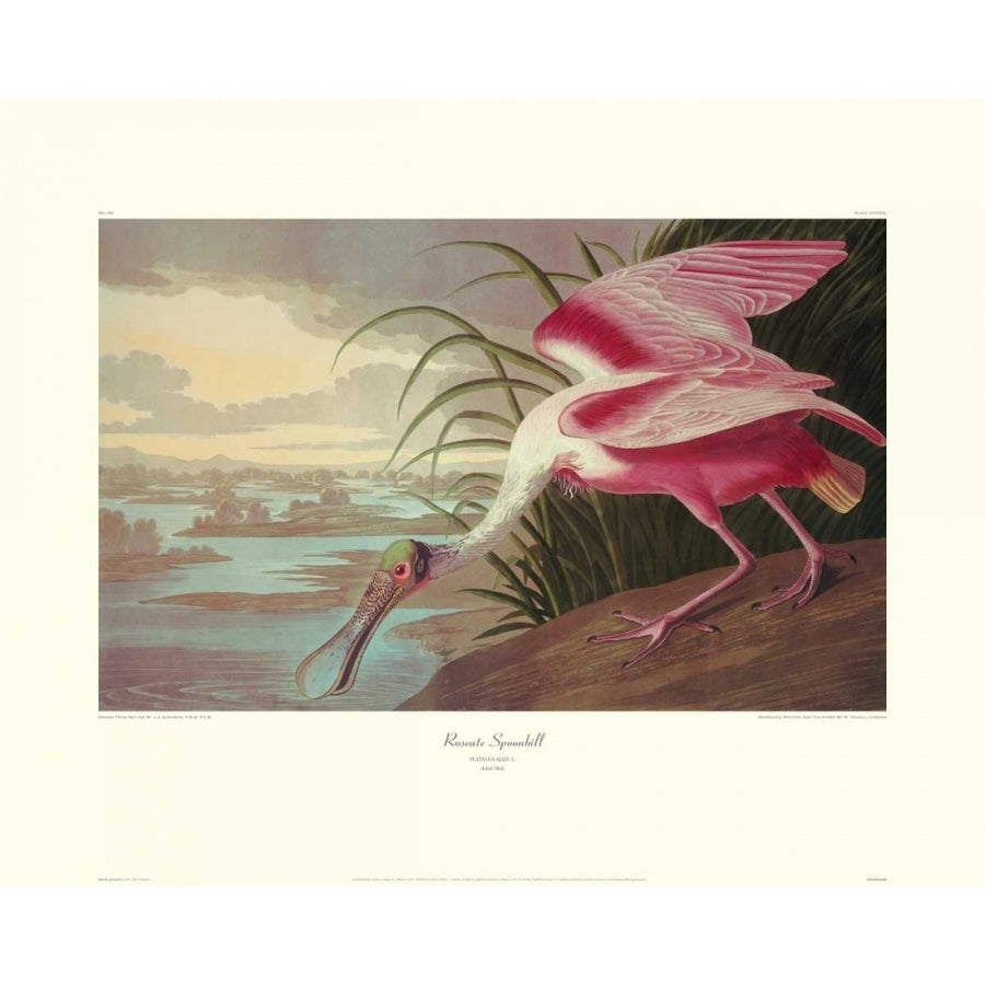 Roseate Spoonbill Poster Print by John James Audubon Image 1