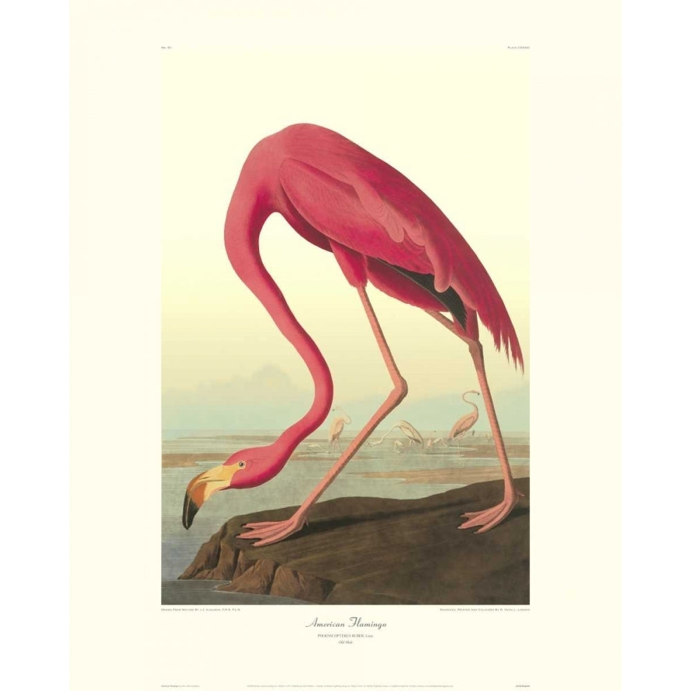 American Flamingo Poster Print by John James Audubon Image 1