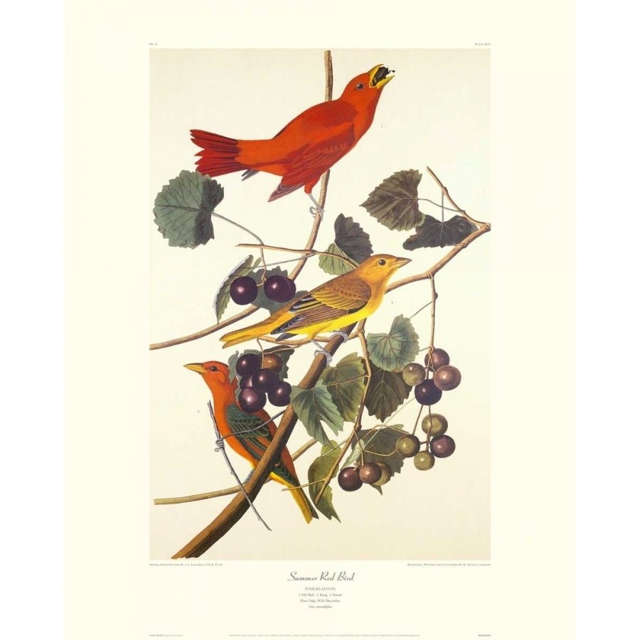 Summer Red Bird Poster Print by John James Audubon Image 1