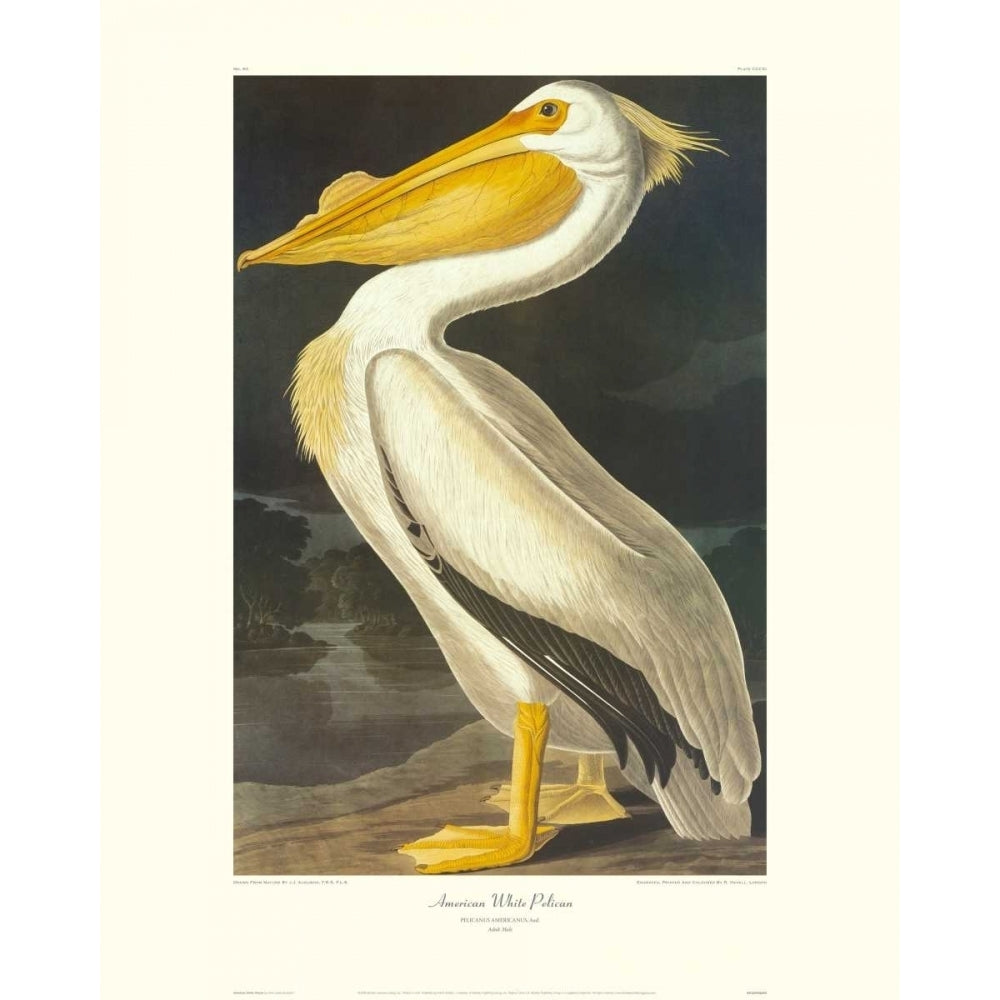 American White Pelican Poster Print by John James Audubon Image 1