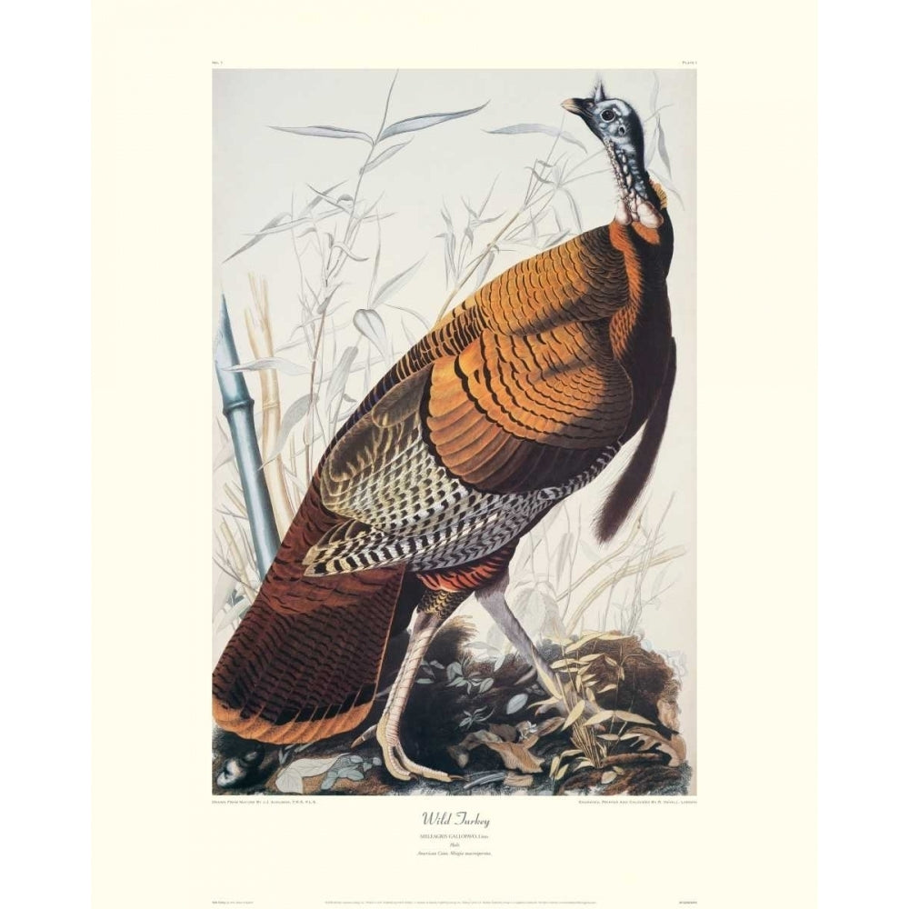 Wild Turkey Poster Print by John James Audubon Image 1