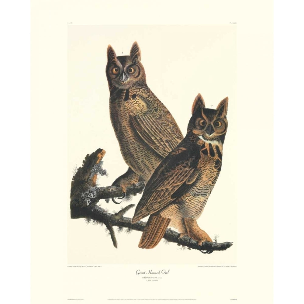 Great Horned Owl Poster Print by John James Audubon Image 1