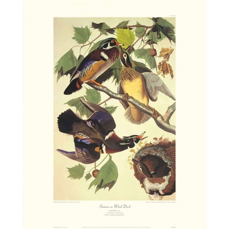 Summer Or Wood Duck Poster Print by John James Audubon Image 1