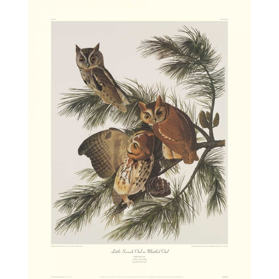 Little Screech Owl or Mottled Owl Poster Print by John James Audubon Image 1