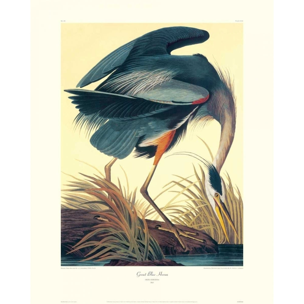 Great Blue Heron Poster Print by John James Audubon Image 1