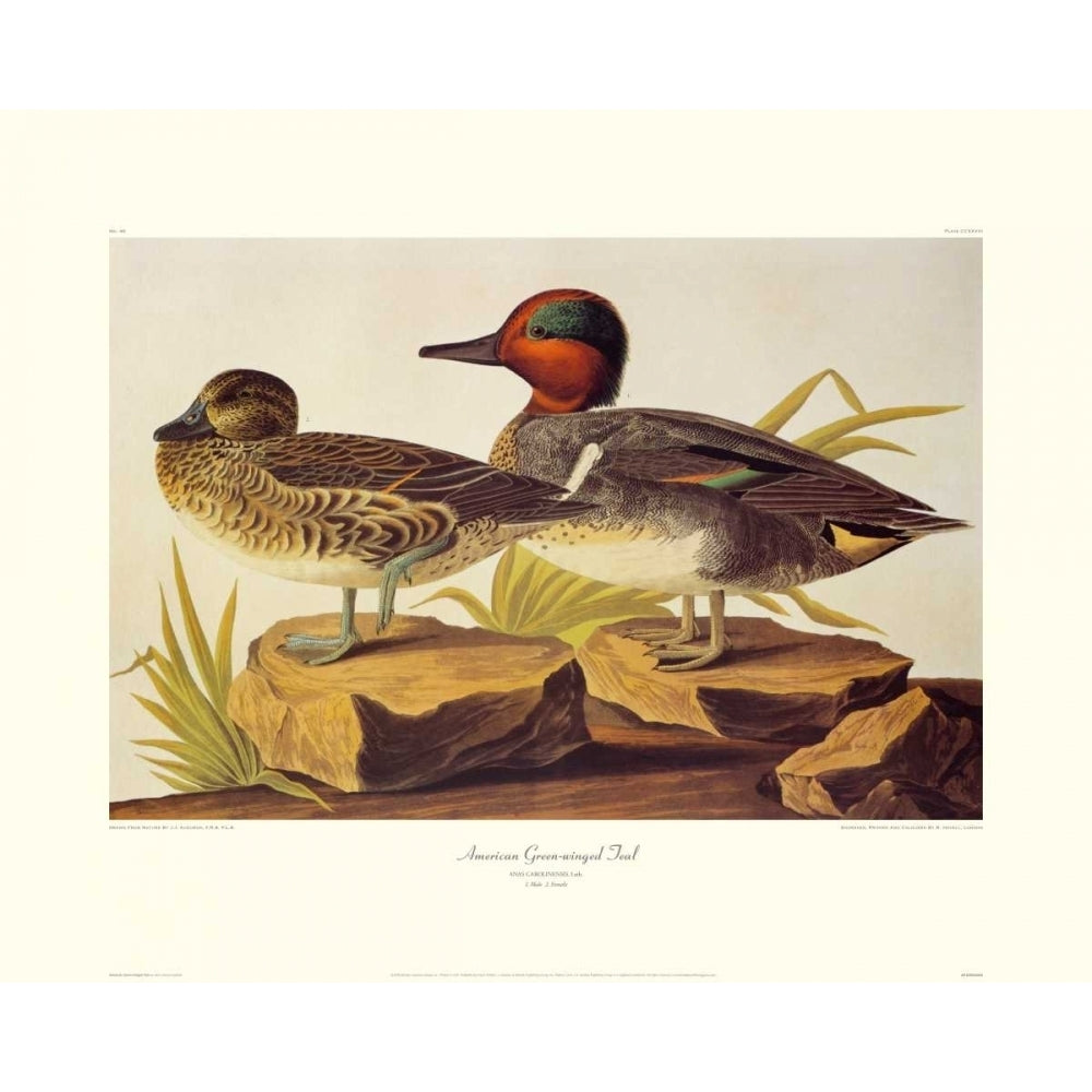 American Green-Winged Teal Poster Print by John James Audubon Image 1