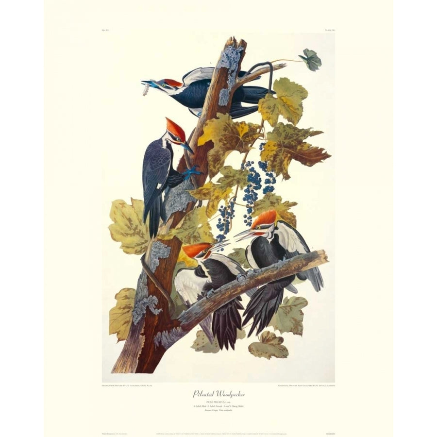 Pileated Woodpecker Poster Print by John James Audubon Image 1