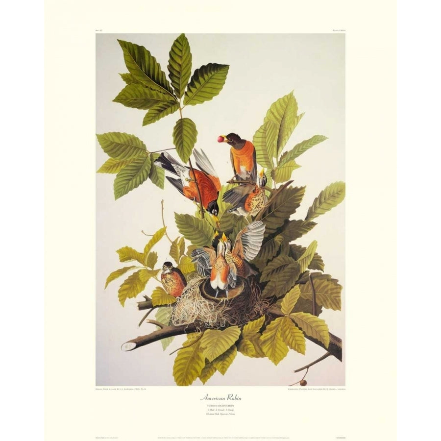 American Robin Poster Print by John James Audubon Image 1