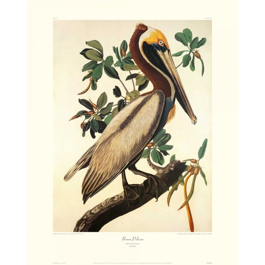 Brown Pelican Poster Print by John James Audubon Image 1