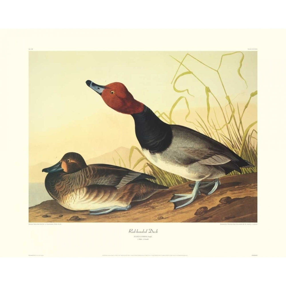 Red-Headed Duck Poster Print by John James Audubon Image 1