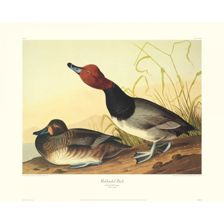 Red-Headed Duck Poster Print by John James Audubon Image 1